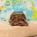 Cocoa Tea-Time funsize.webp